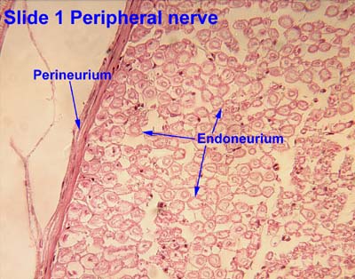 Endoneurium - Wikipedia
